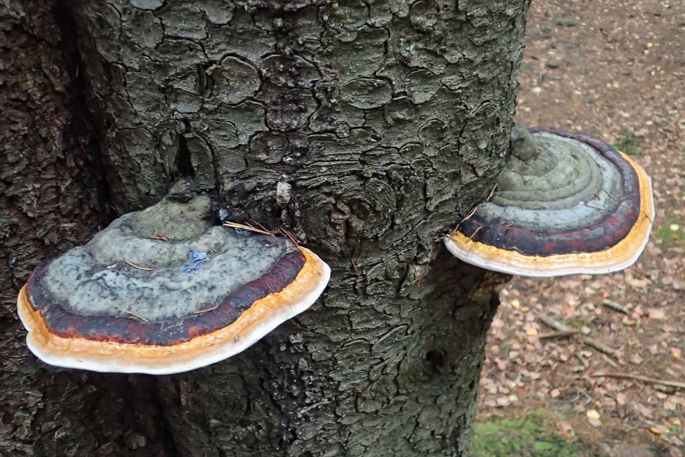 Red-belted Polypore, Fomitopsis pinicola