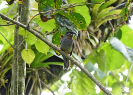 Rufous-throated Solitare