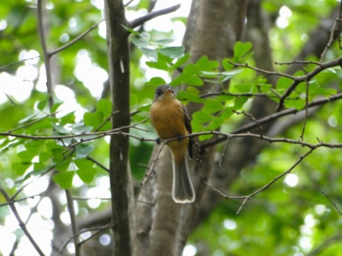 St Lucia Pewee