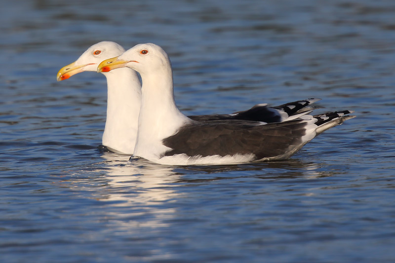 Greater Black-backed Gulls