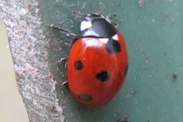 7-spot ladybird