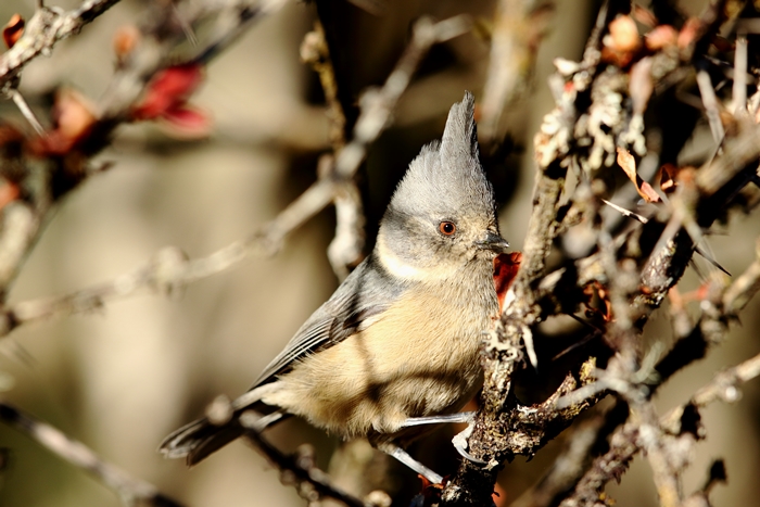 Grey crested Tit