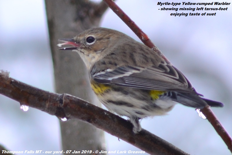 Yellow-rumped "Myrtle" Warbler