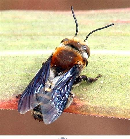Bee sp.