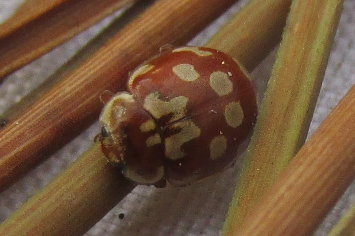 18-spot ladybird