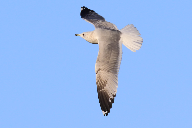 Second-winter Common Gull