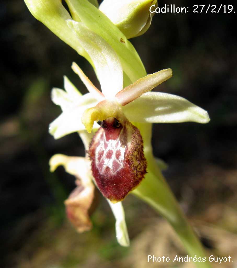 Ophrys exaltata marzuola