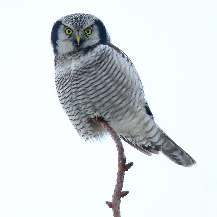 An alert Hawk Owl