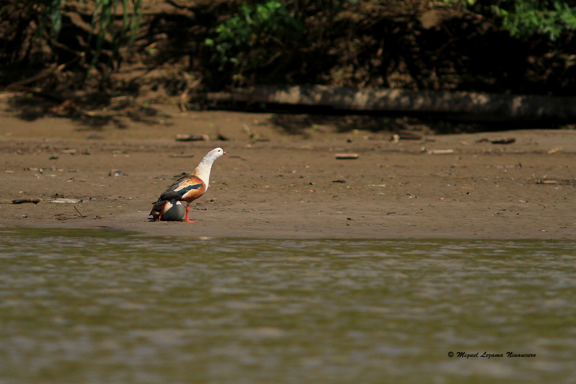 orinoco goose