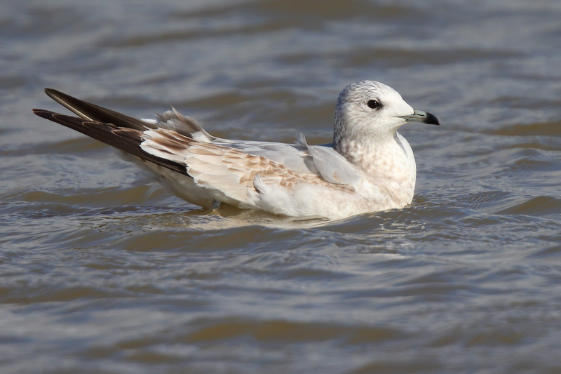 First-winter Common Gull