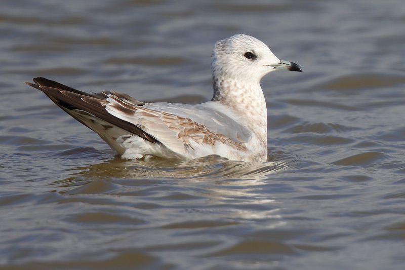 First-winter Common Gull