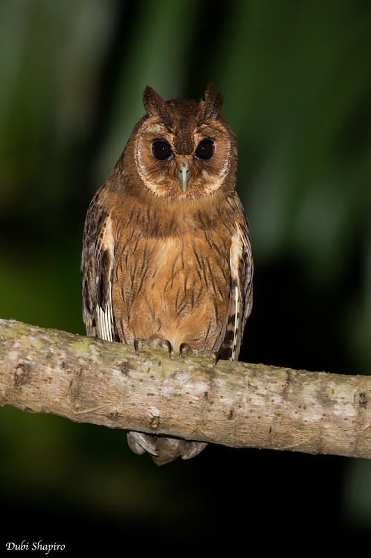 Jamaican Owl	