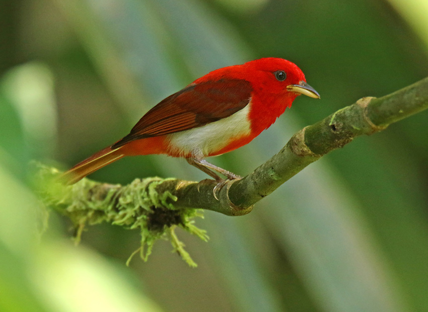 Scarlet-and-white Tanager