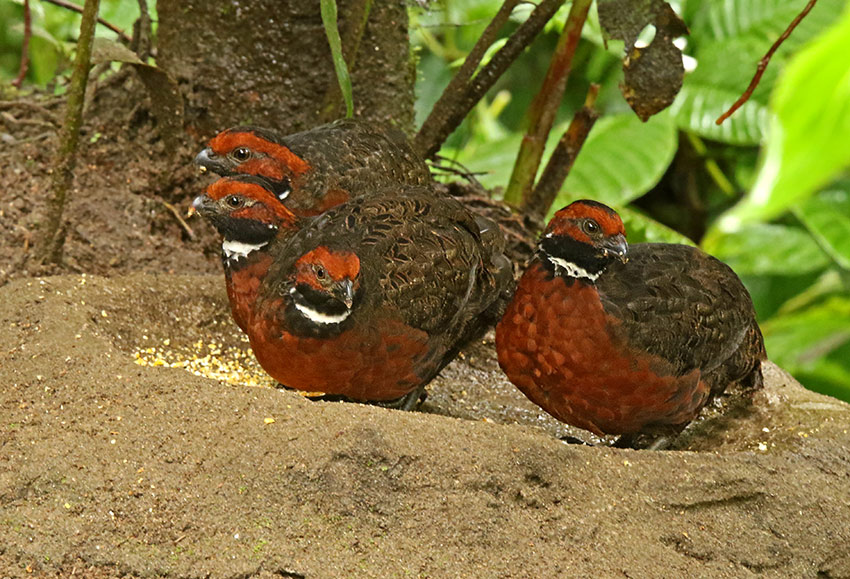 Rufous-fronted Wood-Quail