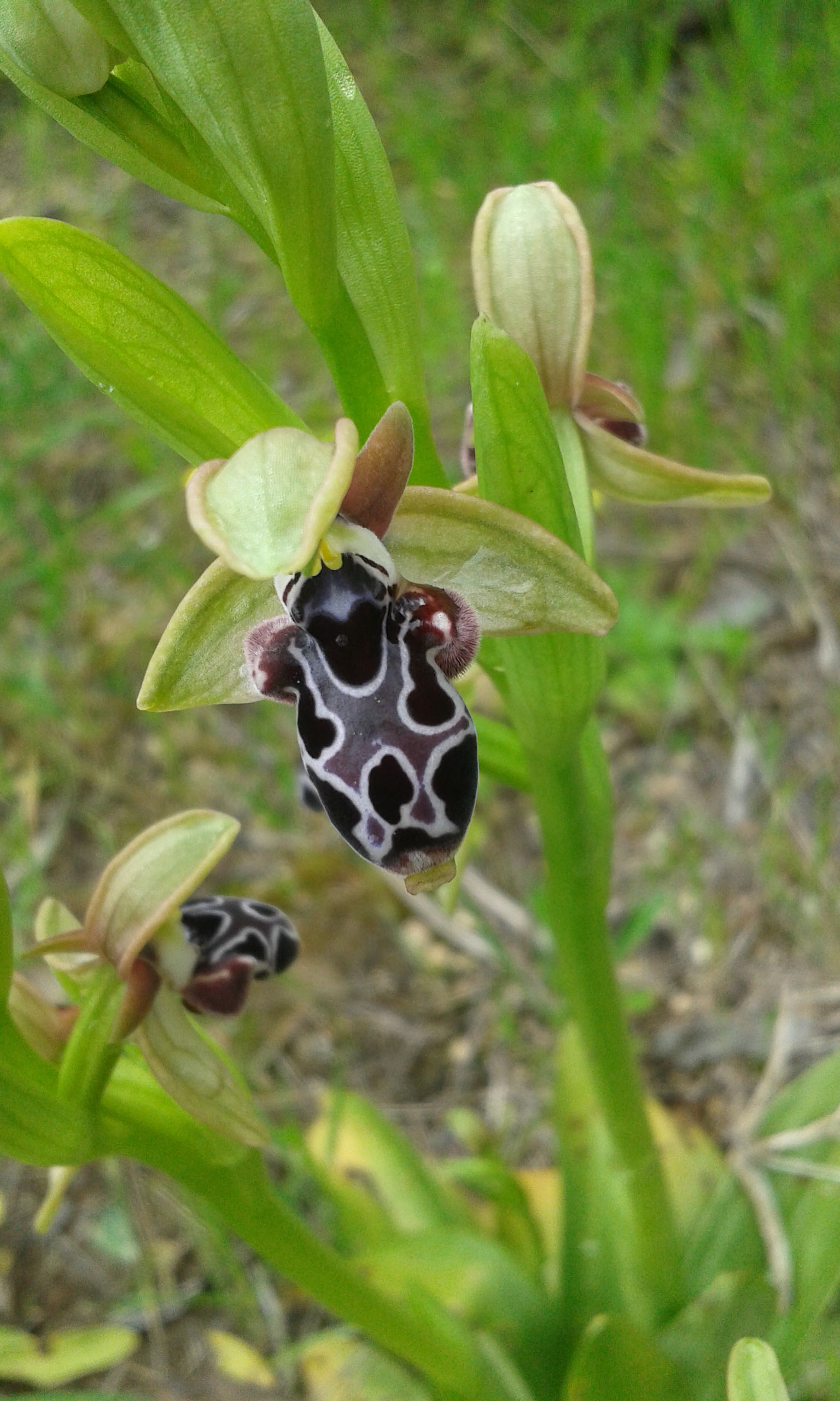 Kotschy's Ophrys