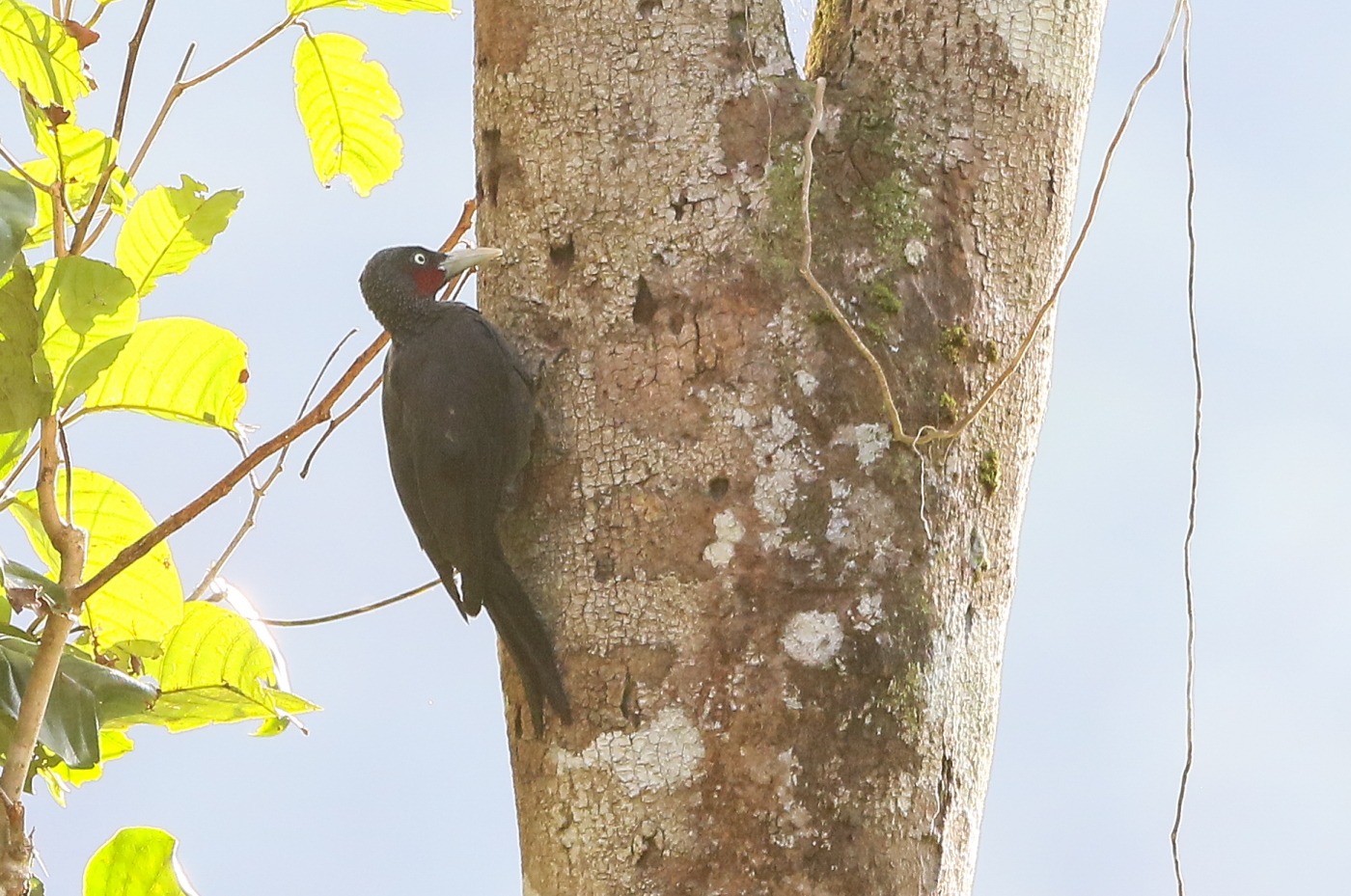 Southern Sooty Woodpecker