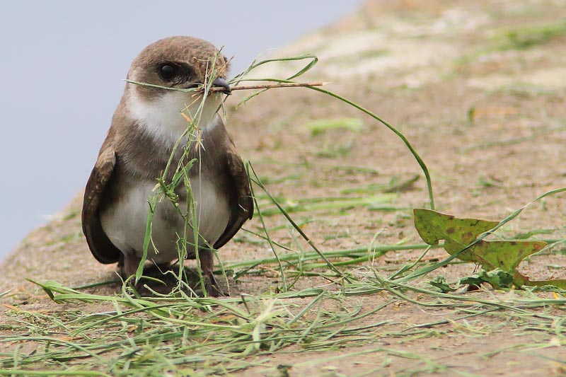 Sand Martin collecting nesting material