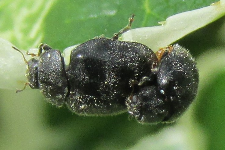 Forestier's Ladybird, Rhyzobius forestieri