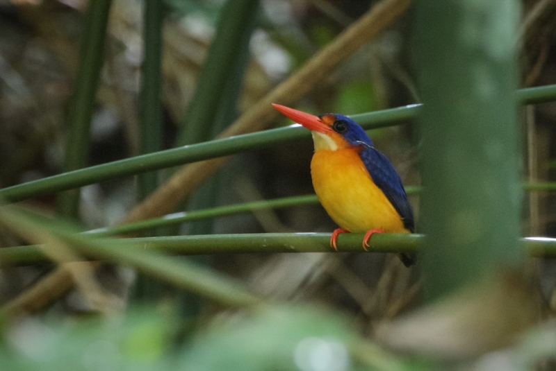 Dimorphic Dwarf Kingfisher