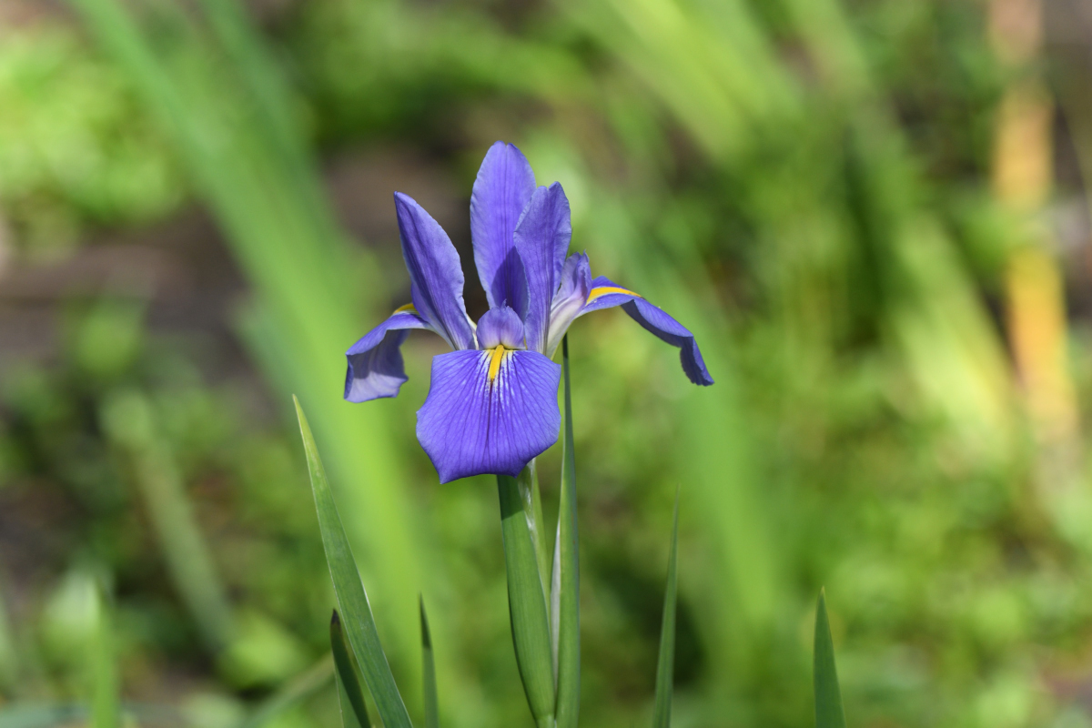 Giant Blue Iris