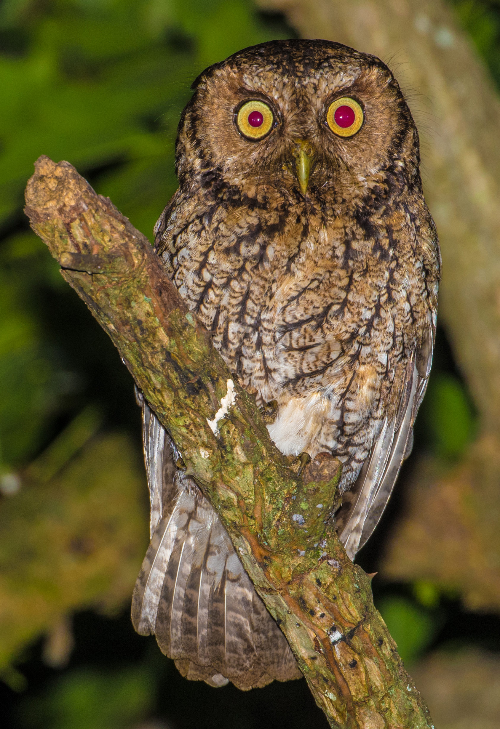 Hoy's Screech-owl