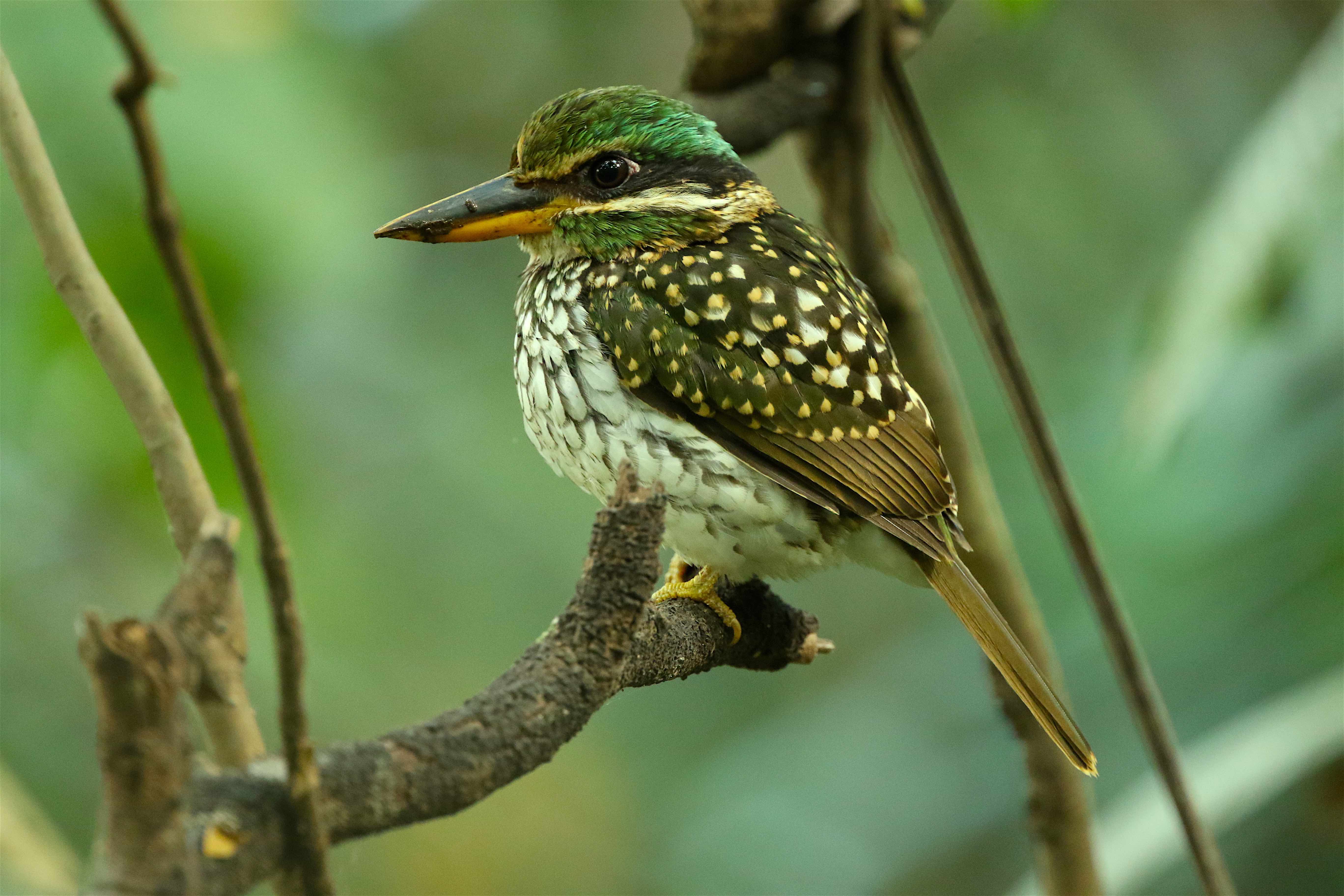  Spotted Wood Kingfisher