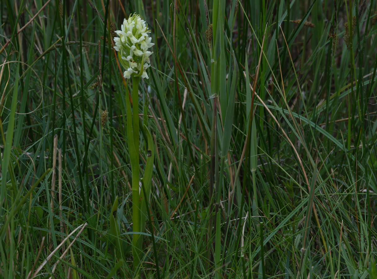 Early Marsh Orchid var ochroleuca