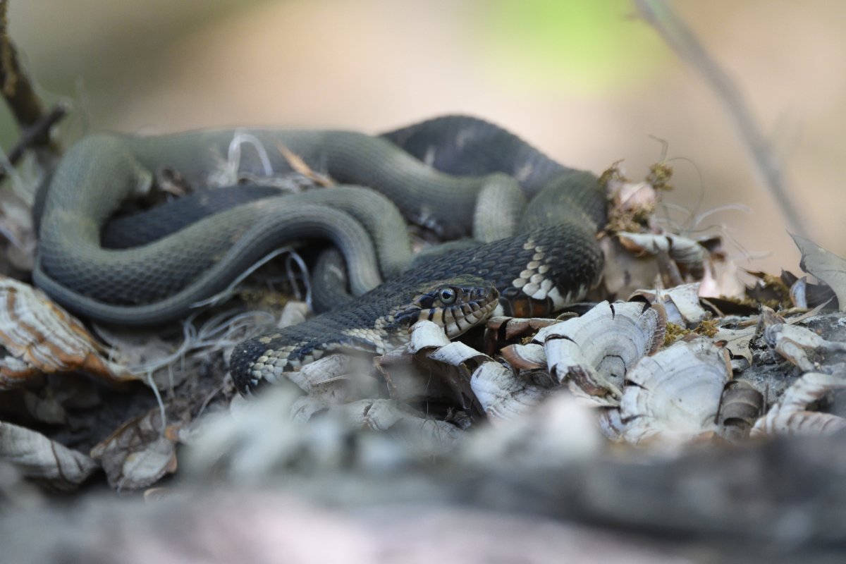Brown Banded Water Snake