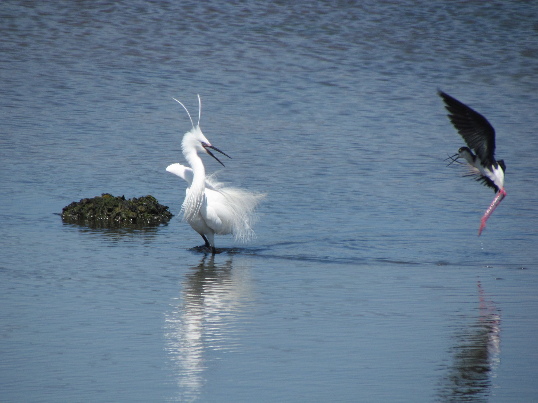 Black-winged Stilt and Little Egret