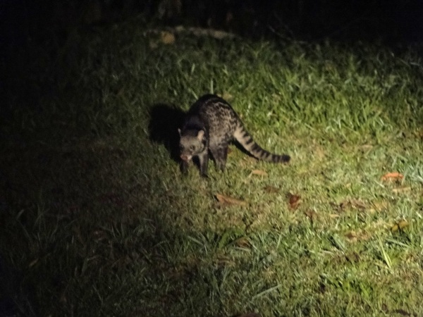 Malay Civet