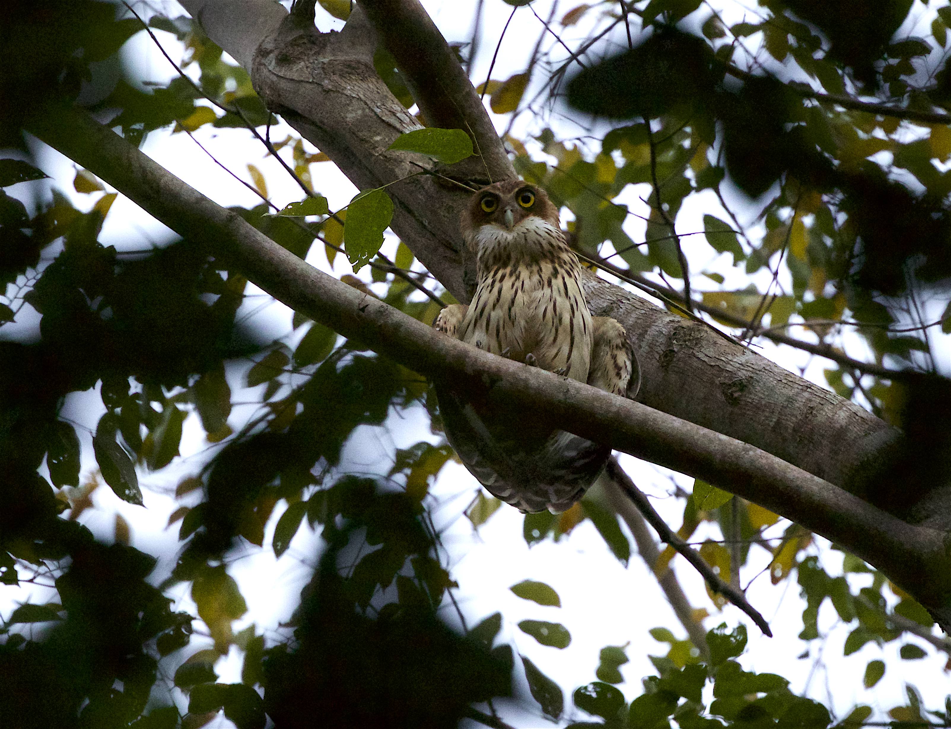 Philippine Eagle-owl 