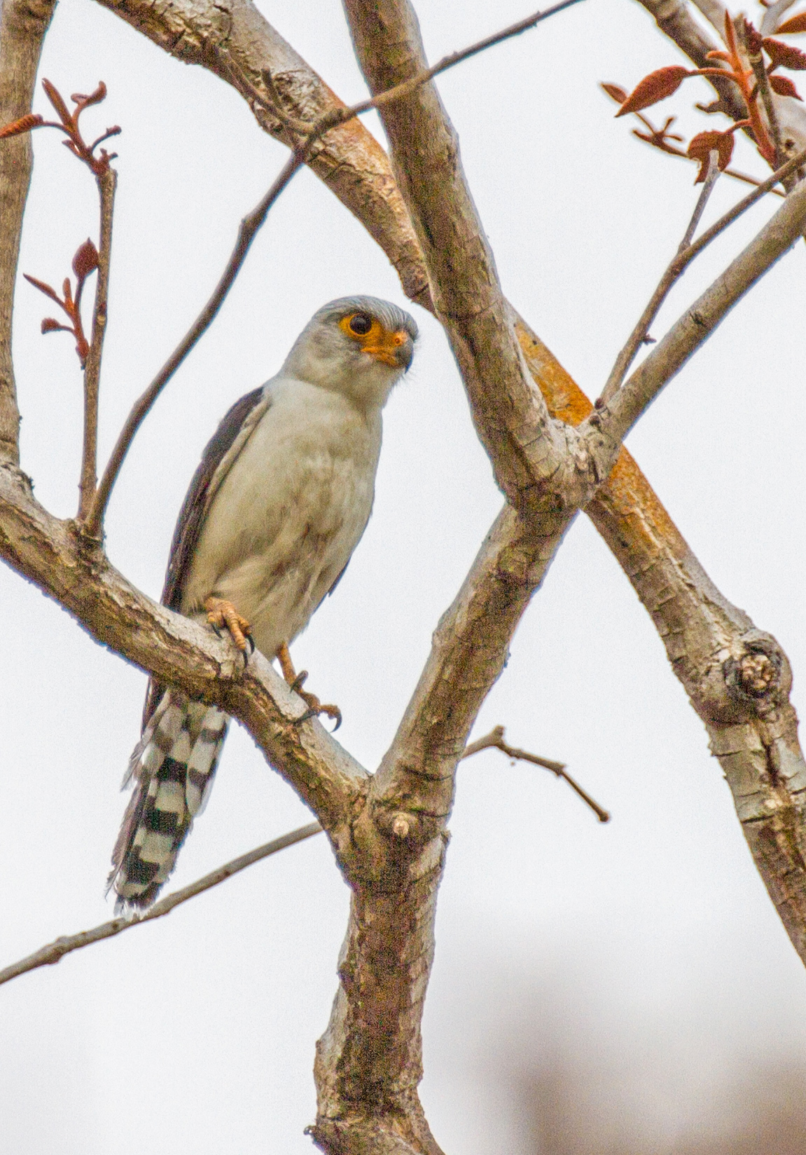 White-rumped Falcon