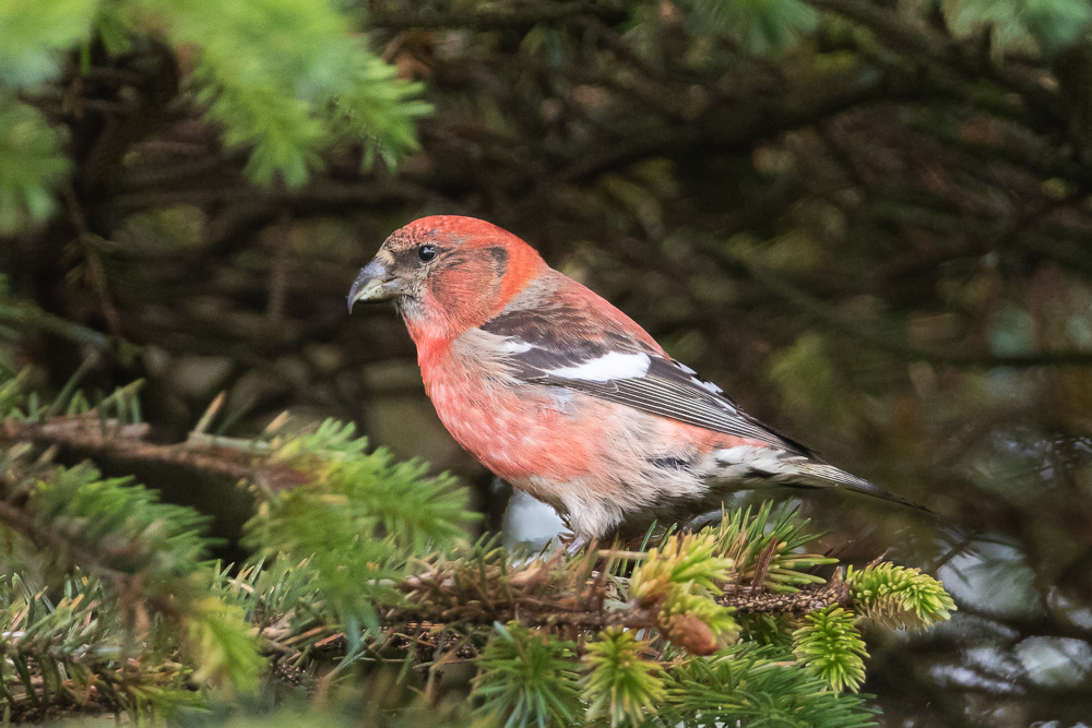 Two=barred Crossbill