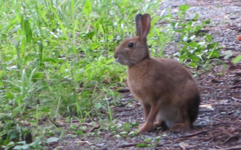 Japanese Hare
