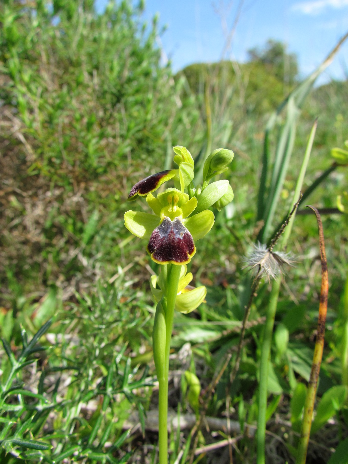 Ophrys fusca