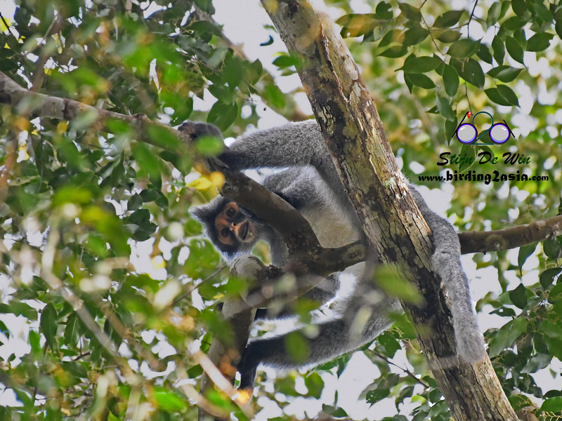 Sabah Grey Langur