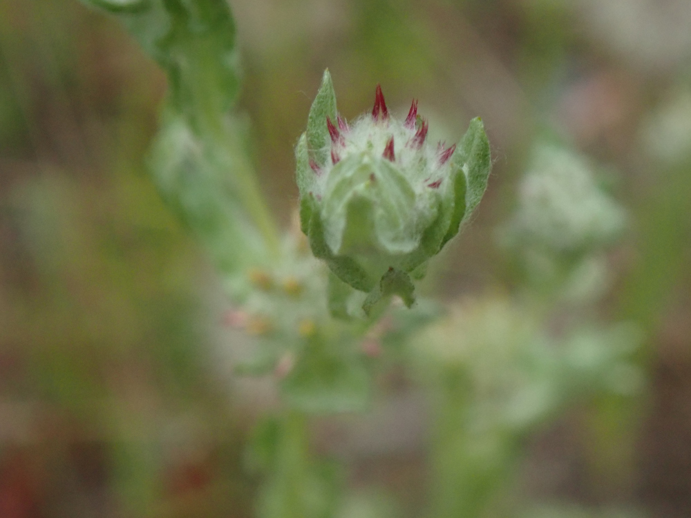 Red Tipped Cudweed