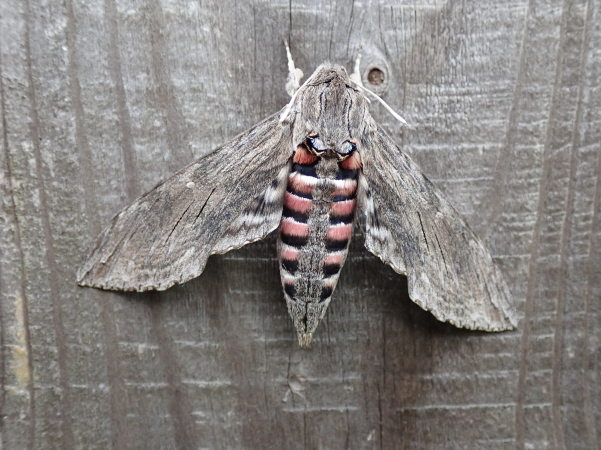 The Convolvulus Hawk-moth (Agrius - Butterfly Conservation