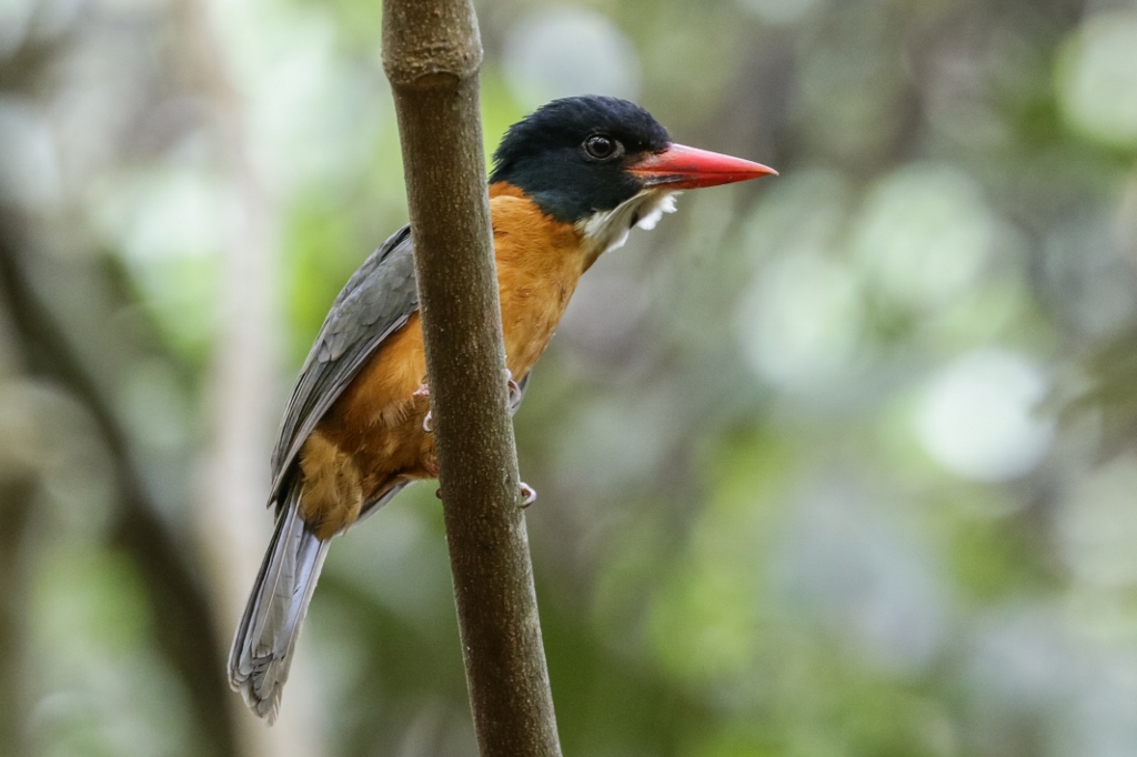 Black-headed Kingfisher