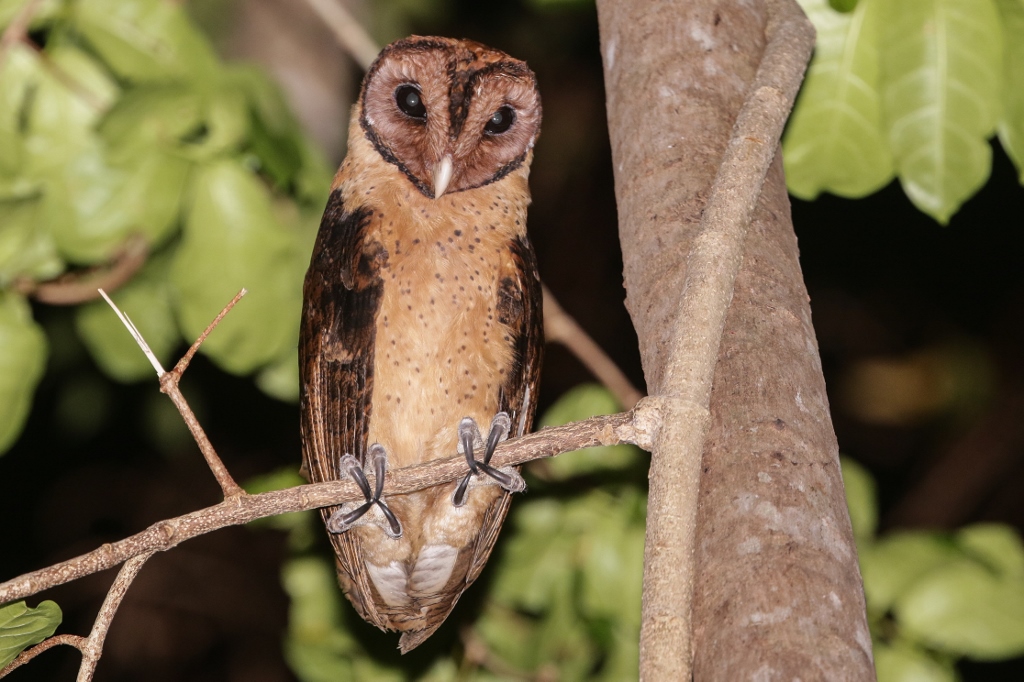Minahasa Masked Owl
