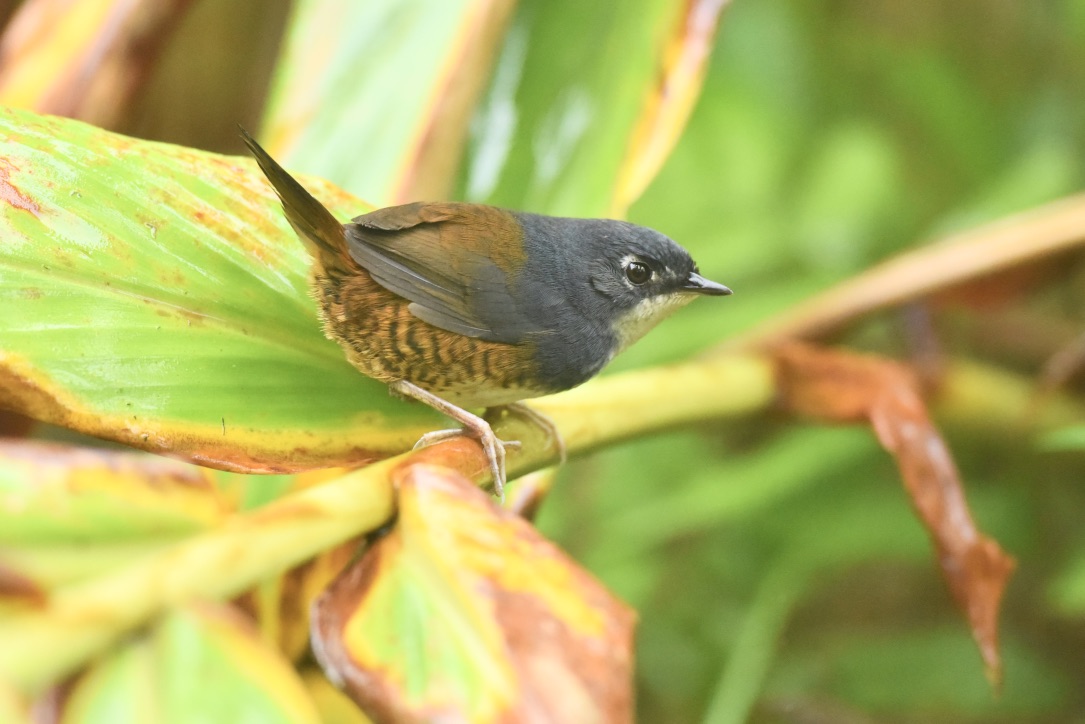 White-breasted Tapaculo