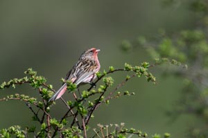 Przevalski's Finch (Pinktail)
