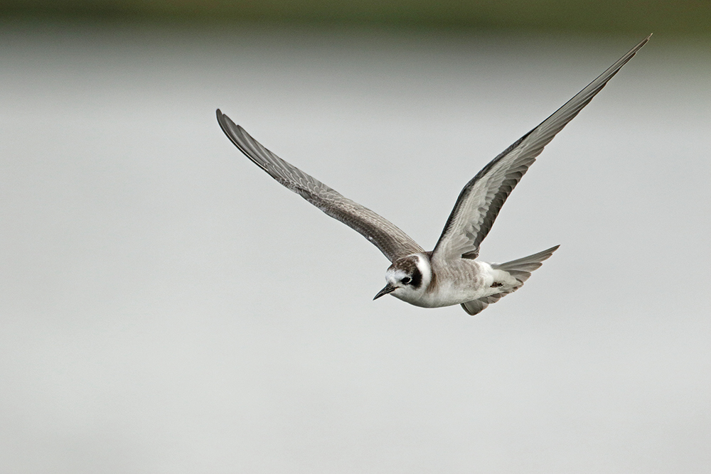 American Black Tern