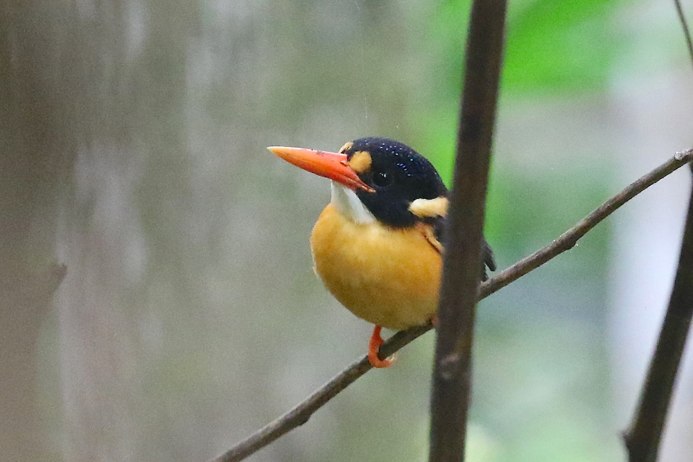 Buru Dwarf-kingfisher