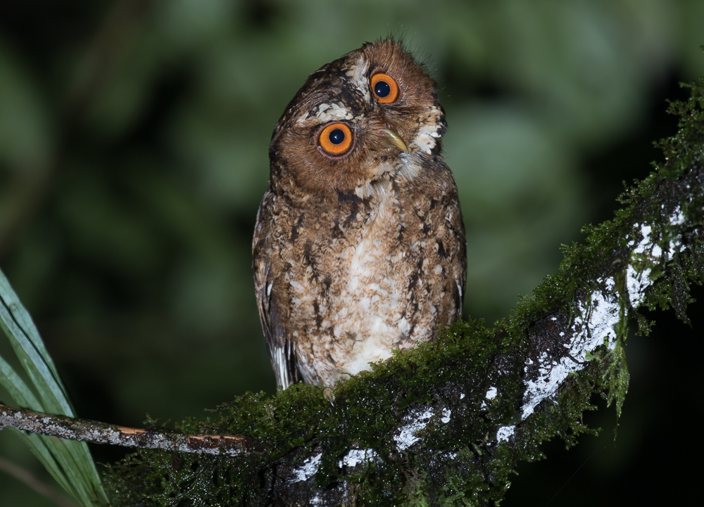 Javan Scops-Owl