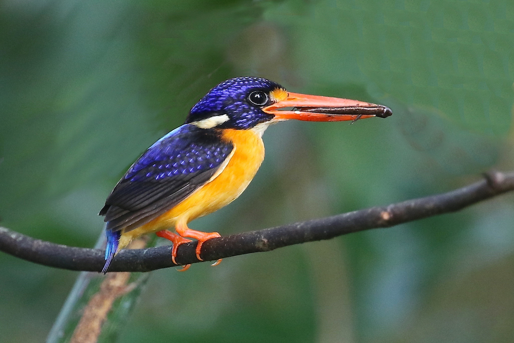 Moluccan Dwarf-kingfisher