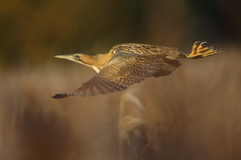 Bittern skimming the top of the reed bed