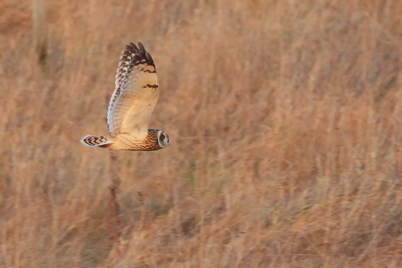 Short-eared Owl in late afternoon light