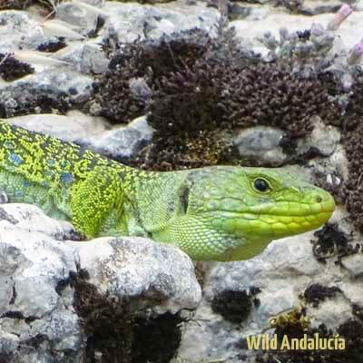 Ocellated green lizard