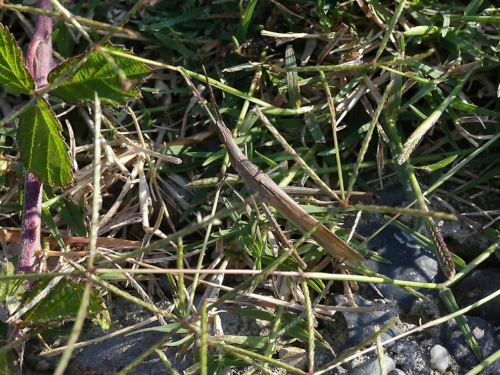 Acrida bicolor